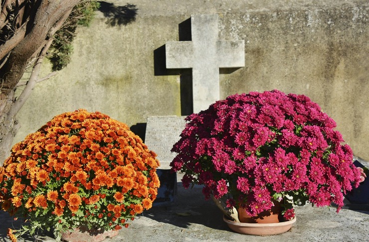 3 raisons impératives d'adopter les chrysanthèmes à la Toussaint